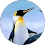 Dianne Ashcraft Avatar